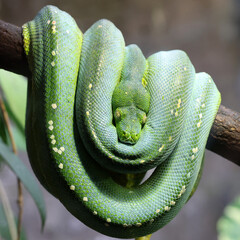 The green tree python (Morelia viridis)