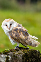 Irish Barn Owl (Tyto alba) - Commonly found in farmlands and woodlands of Ireland, particularly Wicklow.