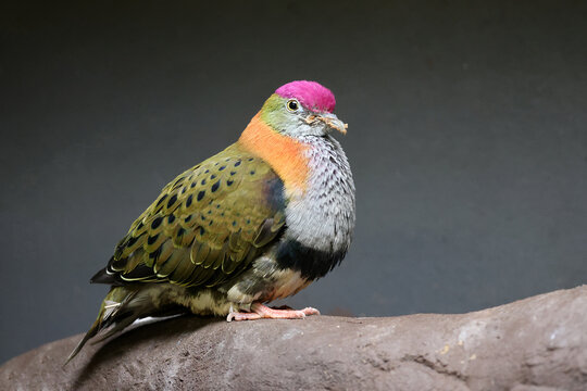 close up portrait of a beautiful superb fruit dove (Ptilinopus superbus)