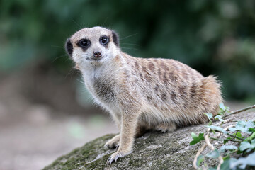 meerkat in the zoo close up