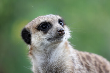 meerkat in the zoo close up