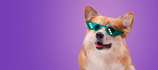 Corgi wearing pixel art glasses. Welsh Corgi Pembroke Portrait against colour background. Adorable Fluffy Corgi.