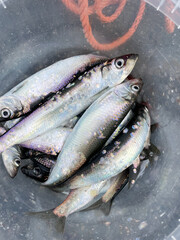 fresh fish after the catch