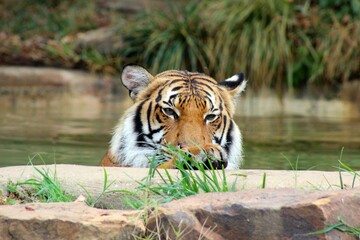 Tiger in Water