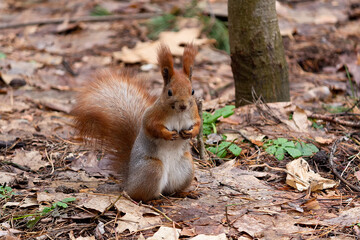 Red squirrel standing on the ground in the autumn park