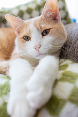 Cute Orange Tabby Cat with White Fur in Close-Up Portrait