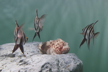 水族館の太々しい魚