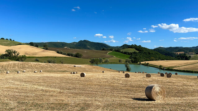 Paesaggio rurale, in estate, con il cielo azzurro la campagna verdeggiante e le balle lasciate al sole sulle colline marchigiane. Sant'Angelo in Vado (Pesaro Urbino)
