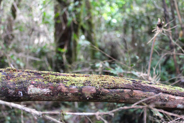 moss in the forest