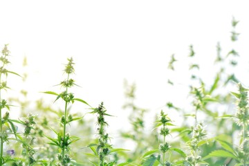 Fototapeta premium A detailed view of a group of green plants, great for illustrations and designs