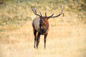 Bull elk monitoring his harem which was a short distance away, within Rocky Mountain National Park, Colorado