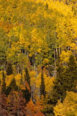 Obraz premium Mountainside aspens changing fall colors in Rocky Mountain National Park, Colorato