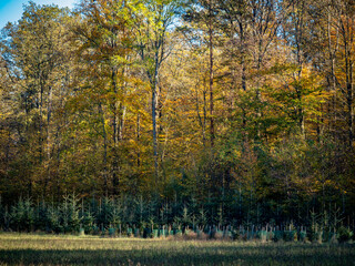 Wiederaufforstung im Nadelwald