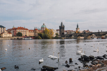 Fototapeta premium charles bridge and city castle