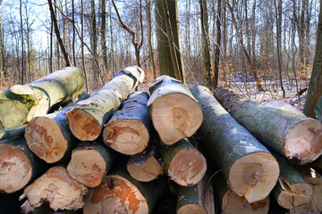 Felled trees in the forest .