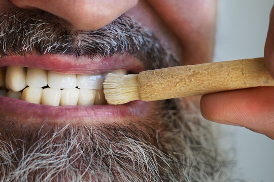 Old islamic traditional natural toothbrush Miswak or Siwak. (Salvadora persica) was used by the Babylonians some 7000 years ago and Greek, Roman empires, and also by ancient Egyptians and Muslims.