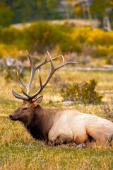 Obraz premium Bull elk resting in mid-autumn afternoon within Rocky Mountain National Park, Colorado during the fall rut