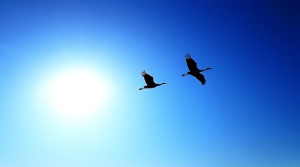 Obraz premium A pair of cranes flying gracefully across a clear blue sky at sunrise