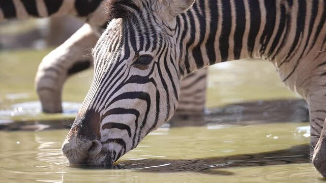 Zebra (Equus quagga) herd on the plains of Africa has stopped at a waterhole to drink during the late winter dry season. Slow motion, 25percent natural speed.