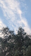 Obraz premium Full olive trees under a cloudy blue sky in Italy.