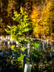 Fototapeta premium Wiederaufforstung durch anpflanzen junger Laubbäume im Mischwald