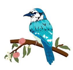 bird, nature, animal, wildlife, blue, wild, branch, tree, 