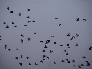 flock of birds
