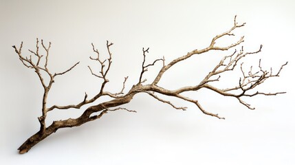 Obraz premium Natural tree branch displayed elegantly against a white backdrop.