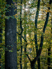 Obraz premium Mischwald im Herbst