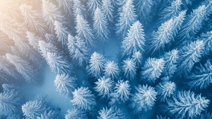 A top-down aerial view of a snowy fir forest blanketing sunlit mountain slopes. The winter landscape reveals clusters of spruce and pine trees dusted with snow