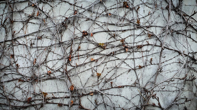A detailed close-up of dry branches and vines tangled against a rough concrete wall, creating an intricate, organic pattern. Ideal for backgrounds and design textures - Powered by Adobe