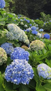 Botanical garden filled with ferns, colorful hydrangeas, and greenery surrounds a peaceful pond. The sunlight highlights the rich vegetation, creating a tranquil 