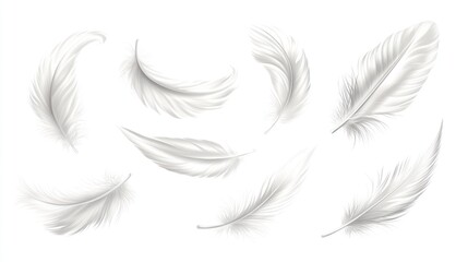 Obraz premium Collection of White Feathers
