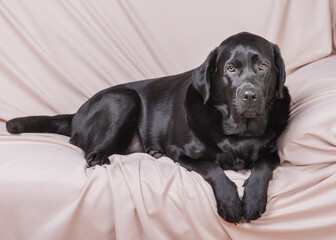 A black Labrador retriever dog lies on a beige sofa.