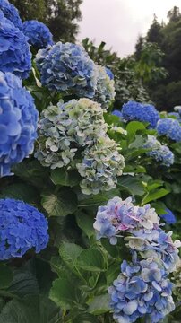 Blooming Blue Hydrangeas, surrounded by rich green foliage. The delicate petals and layered blossoms create a striking contrast against the natural greenery, offering a peaceful and colorful scene