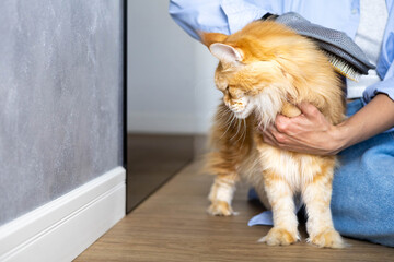 Closeup of woman combing fur Maine Coon cat with brush on the floor. 