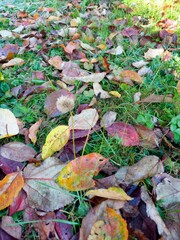 Colorful autumn leaves scattered on grass ground.