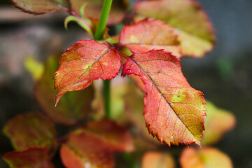 Rose Leaves 2. The appearance of rose leaves that have turned red