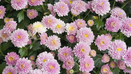 Vibrant Lavender Chrysanthemum Flowers in Bloom