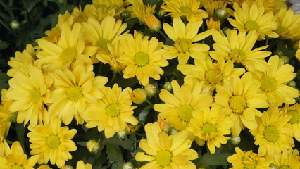 Golden Yellow Chrysanthemums in Full Bloom