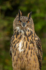 Eurasian Eagle Owl 003