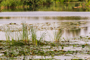 flowers in the swamp