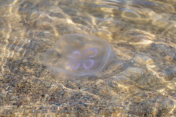 jellyfish in the sea