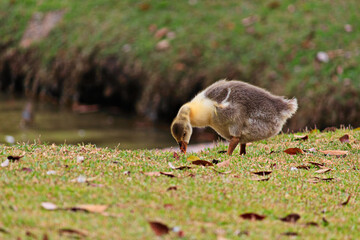 baby goose isolated on the shore of the lake, calmly pecking the lawn.