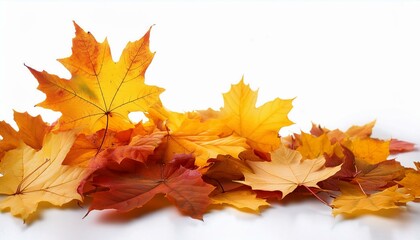 Fototapeta premium autumn falling maple leaves isolated on white background