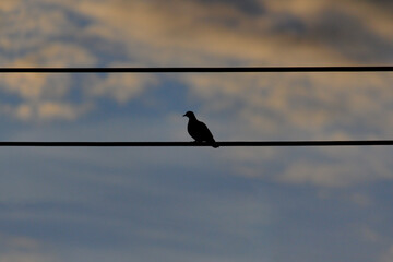 silhouette of a pigeon perched on a power cable, under a twilight sky.
