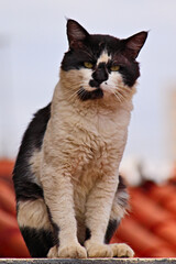stray cat sitting on the edge of a roof, looking directly at the camera.