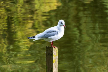 seagull on a post