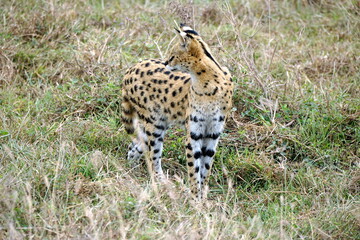 African Serval in the Serengeti