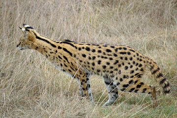 African Serval in the Serengeti